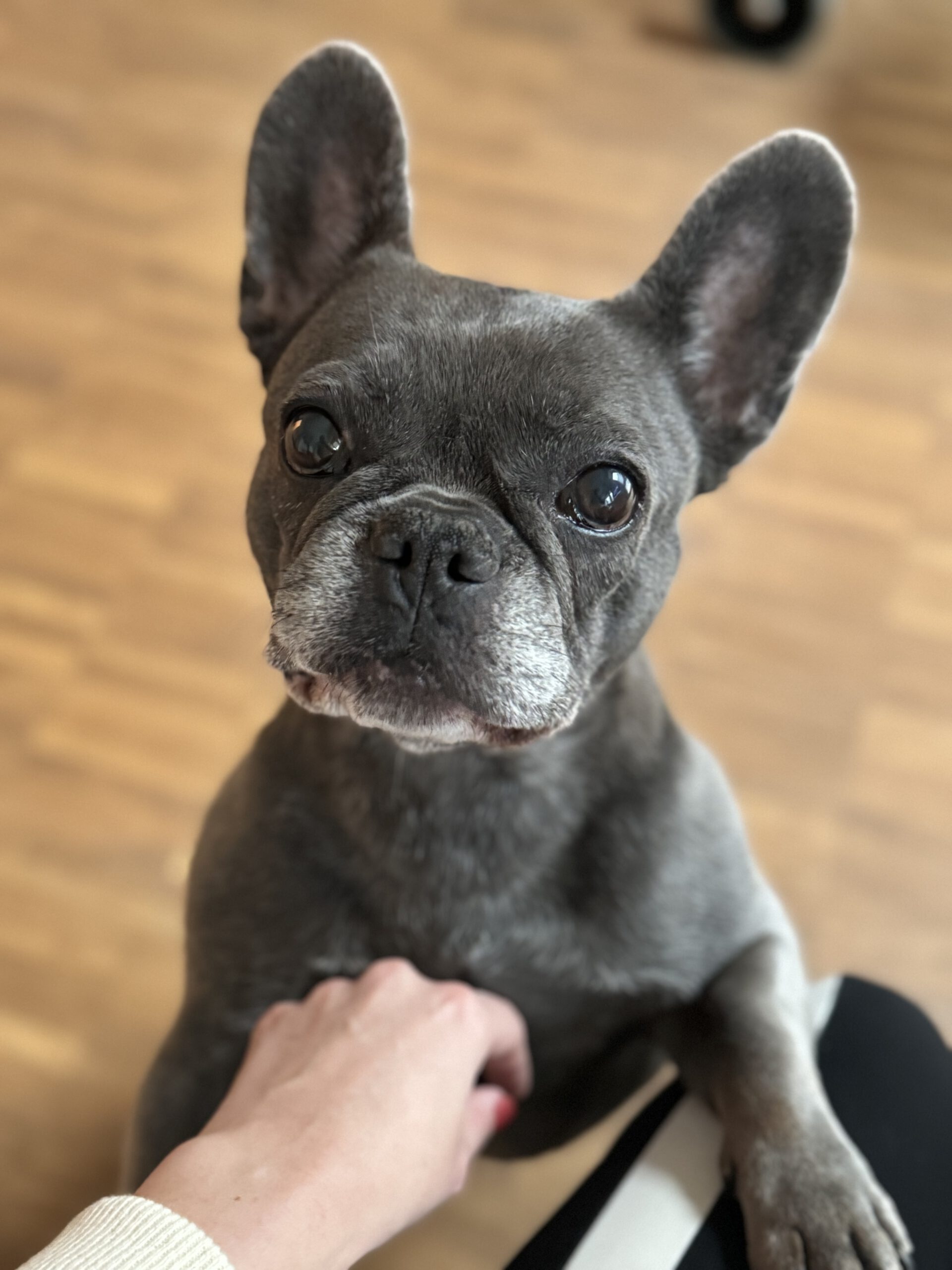 Therapiehund in der psychotherapeutischen Praxis: Die Rolle als emotionaler Begleiter